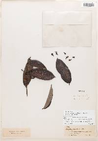 Couepia paraensis subsp. glaucescens image