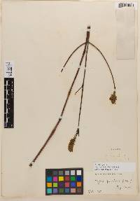 Image of Hypenia pruinosa