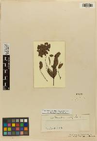 Calliandra stipulacea image