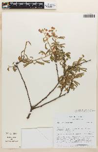 Image of Mimosa loxensis