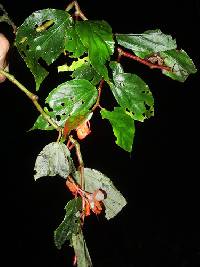 Image of Begonia rossmanniae