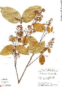 Image of Aenigmatanthera lasiandra