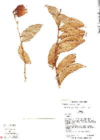 Image of Orthaea abbreviata