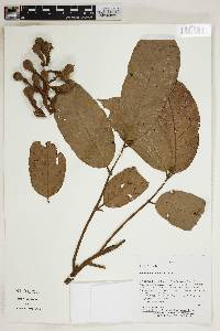 Image of Guarea cinnamomea