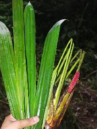 Image of Sphaeradenia angustifolia