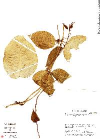 Image of Marsdenia ecuadorensis