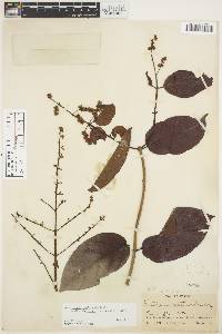 Forsteronia amblybasis image