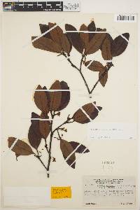 Malouetia virescens image