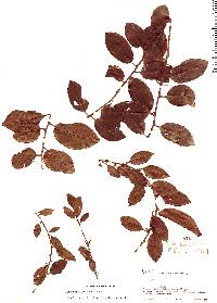 Ilex vismiifolia image
