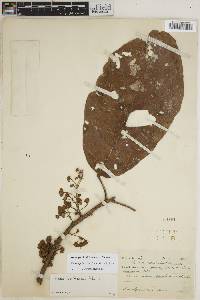 Image of Sloanea pubescens