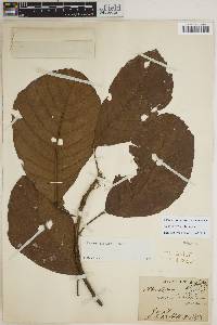 Sloanea eichleri image