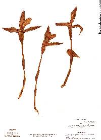Image of Lycaste macrophylla
