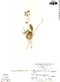 Image of Oncidium pentadactylon