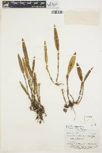 Image of Octomeria longifolia