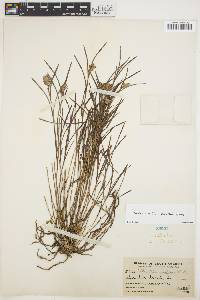 Image of Elleanthus graminifolius