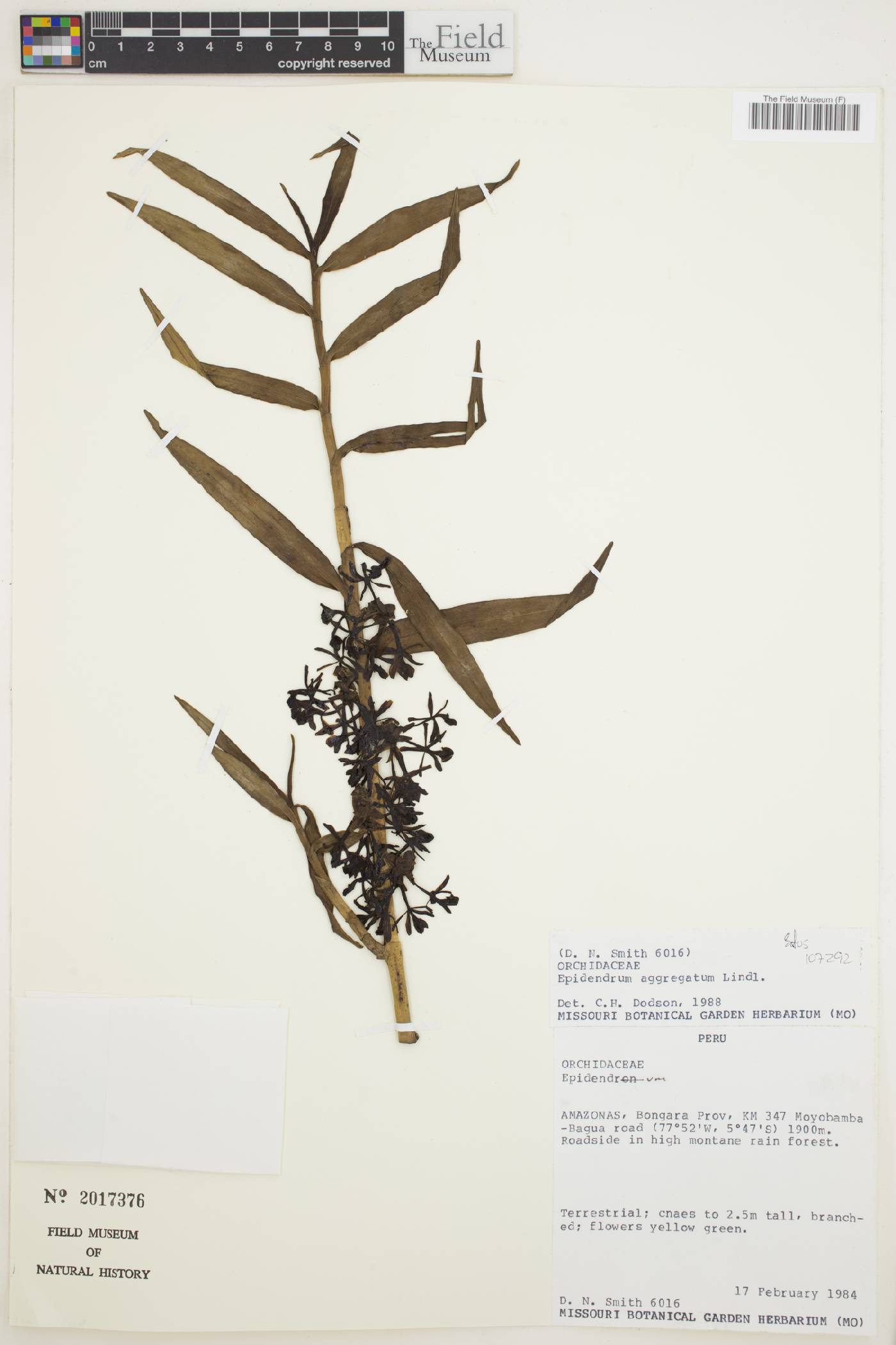 Epidendrum aggregatum image