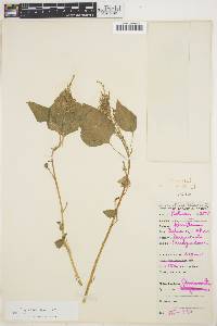 Image of Amaranthus viridis