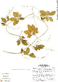 Image of Cyclanthera tenuisepala