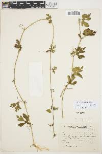 Image of Cayaponia bonariensis