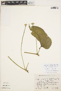 Image of Gurania bignoniacea