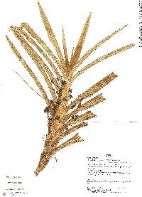 Image of Maxillaria cordyline