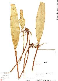 Myoxanthus affinis image