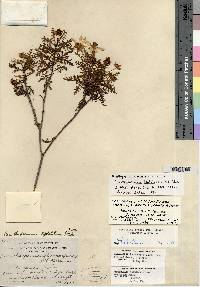 Acanthospermum leptolobum image