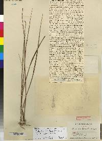 Bletia tenuifolia image