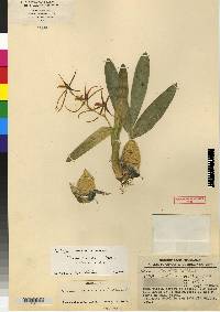 Brassia signata image