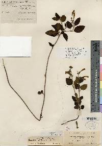Scutellaria lutea image
