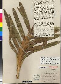 Maxillaria alfaroi image