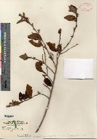 Croton pseudoglabellus image