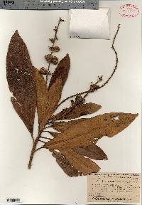 Croton lanatus image