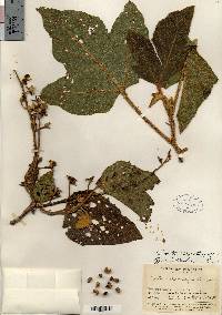 Croton stahelianus image