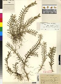 Dichaea latifolia image