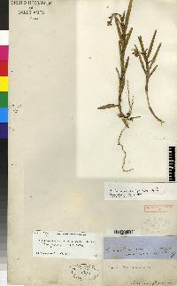 Epidendrum gastropodium image