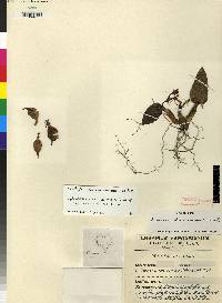 Epidendrum durum image