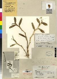 Epidendrum simulacrum image