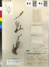 Pleurothallis carnosifolia image