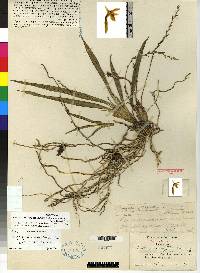 Systeloglossum acuminatum image