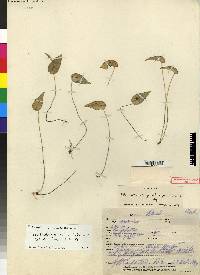 Pleurothallis graciliscapa image