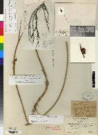 Maxillariella linearifolia image