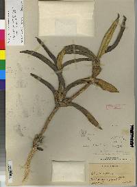 Ornithidium pittieri image