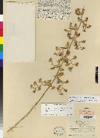 Oncidium storkii image