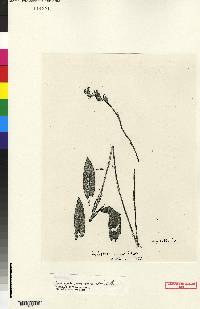 Cyclopogon peruvianus image