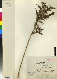 Elleanthus gracilis image