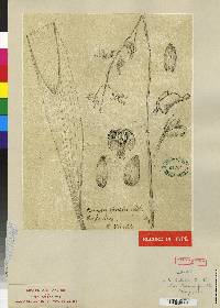 Eriopsis wercklei image