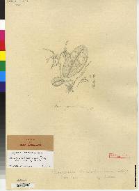 Maxillaria reichenheimiana image