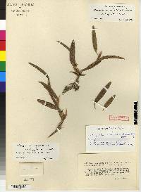 Camaridium tigrinum image