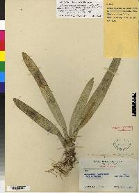 Maxillaria gatunensis image